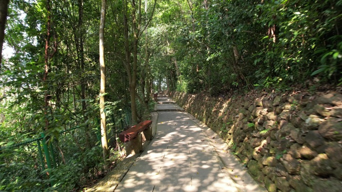 【正版素材】深圳仙湖植物园