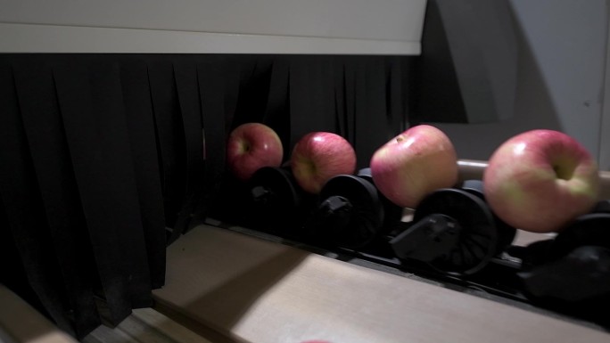 苹果筛检富士苹果水果加工厂苹果加工