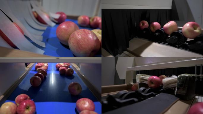 苹果筛检富士苹果水果加工厂苹果加工