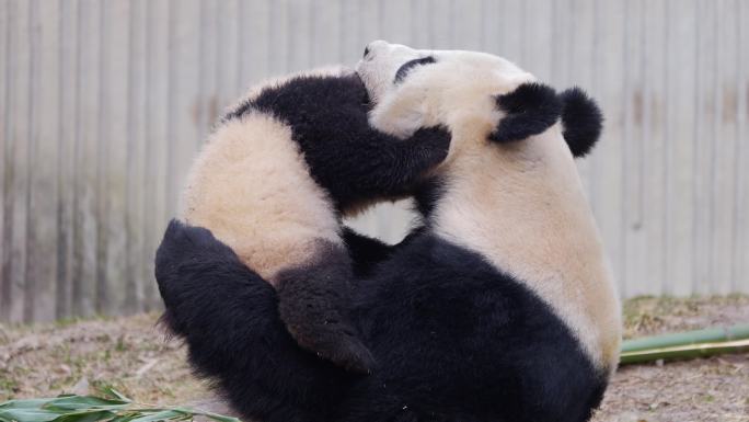 熊猫母子 大小熊猫 熊猫妈妈 玩耍