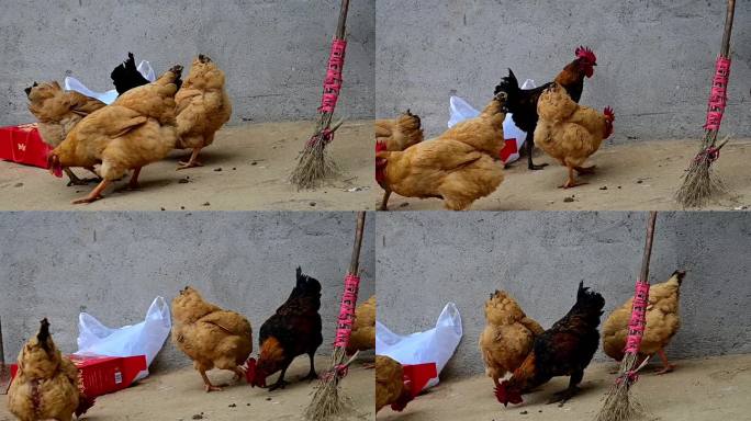 一群鸡在吃东西-视屏素材