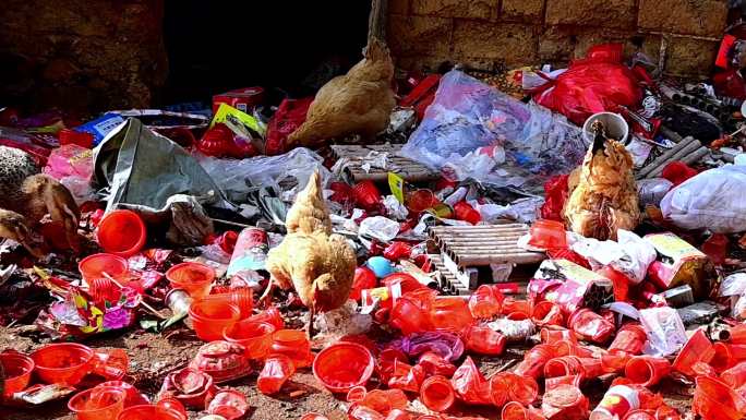 废弃垃圾里的鸡鸭找食吃