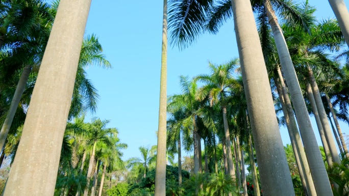 仰拍 仰视 热带风情 棕榈树 大王椰子树