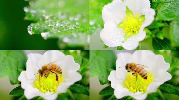 采蜜的蜜蜂和绿叶