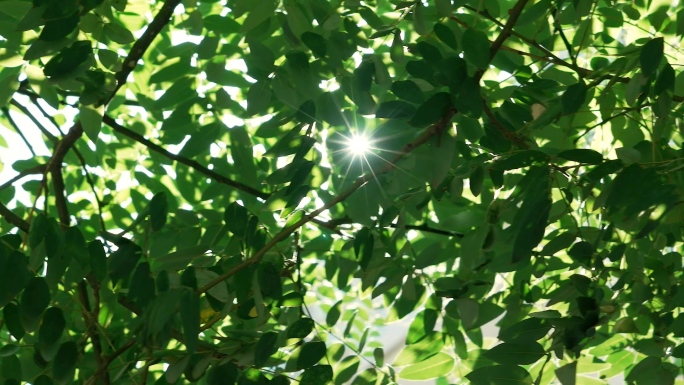 阳光透过树叶+蚂蚁触角+空境+宣传片