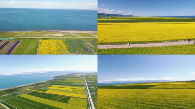 青海湖油菜花海