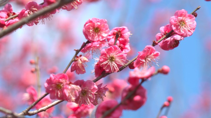 春天盛开的红梅梅花