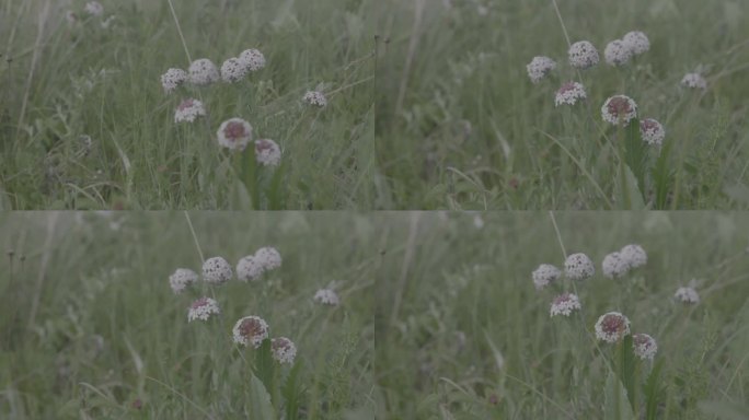 花朵草地鲜花风吹