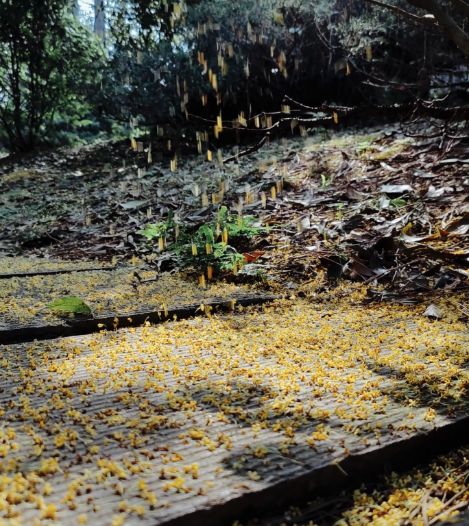 林间晨曦桂花雨