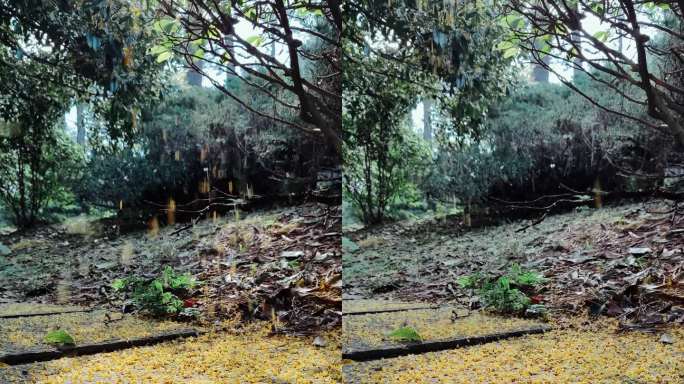 林间晨曦桂花雨