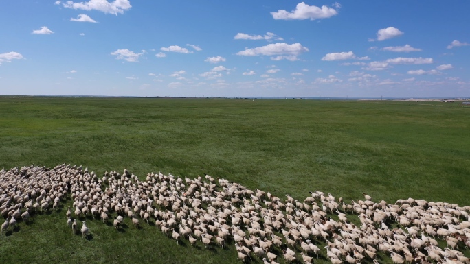 4K航拍呼伦贝尔草原河流羊群牛群蒙古马