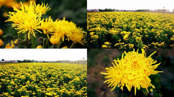 4K 日落下的菊花，金黄色，丰收，唯美，