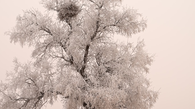 沙漠雪景沙漠树挂霜冻
