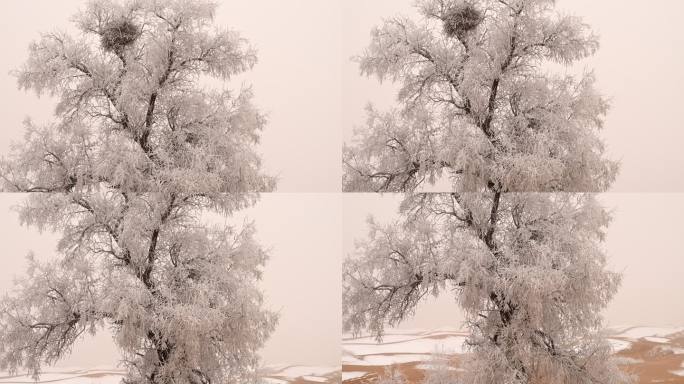沙漠雪景沙漠树挂霜冻