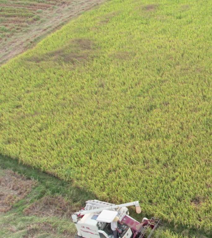 镜头合集-秋天的南岳衡山乡村稻田竖版航拍