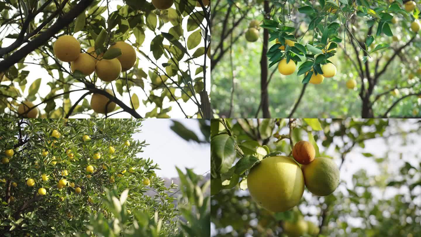 胡柚柚子种植果园