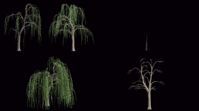 一组柳树生长发芽动态含透明通道