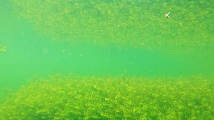 河道处理 水草