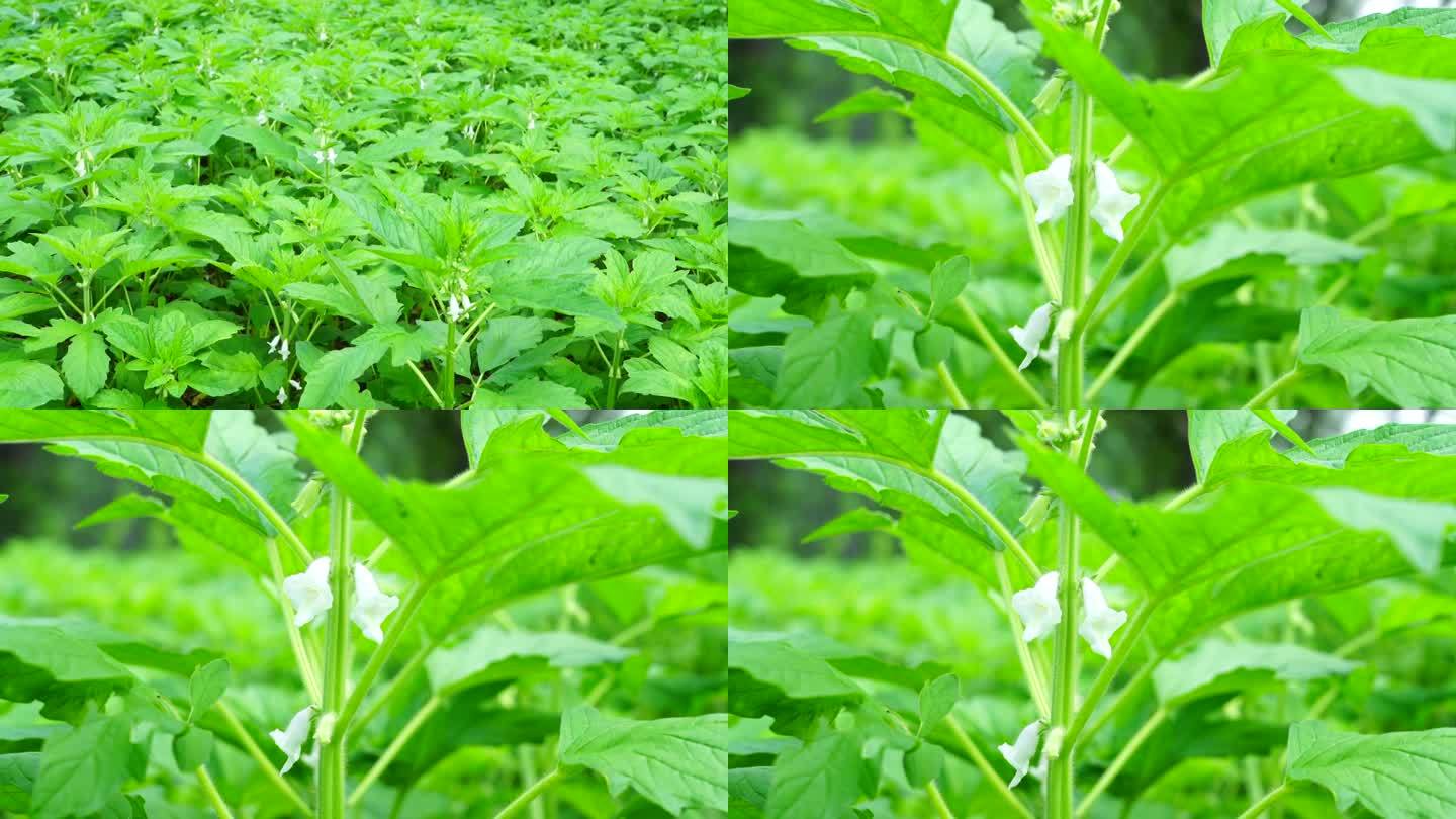 芝麻开花特写 芝麻种植 芝麻开花节节高