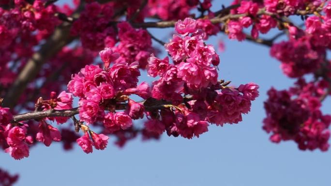 樱花大小特镜头全