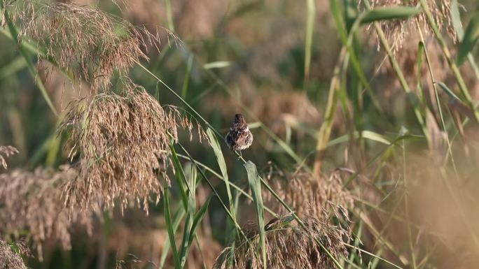 黄胸鹀、禾花雀在唱歌