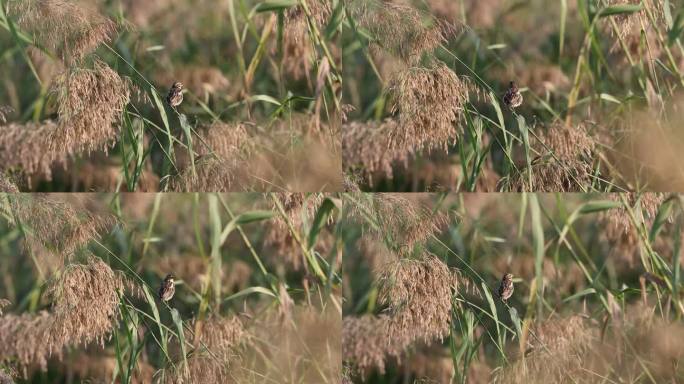 黄胸鹀、禾花雀在唱歌