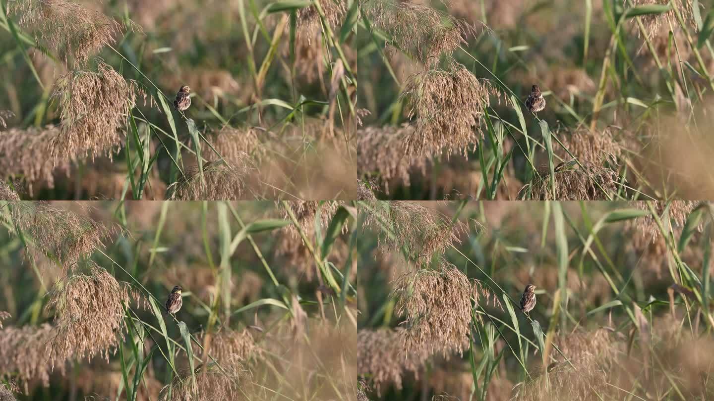 黄胸鹀、禾花雀在唱歌