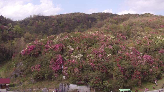 毕节百里杜鹃