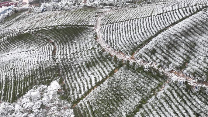 高山茶园茶山冬天春天下雪倒春寒冷空气寒潮