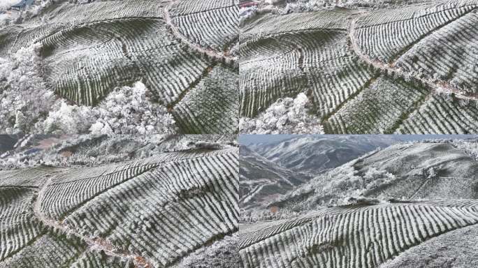 高山茶园茶山冬天春天下雪倒春寒冷空气寒潮