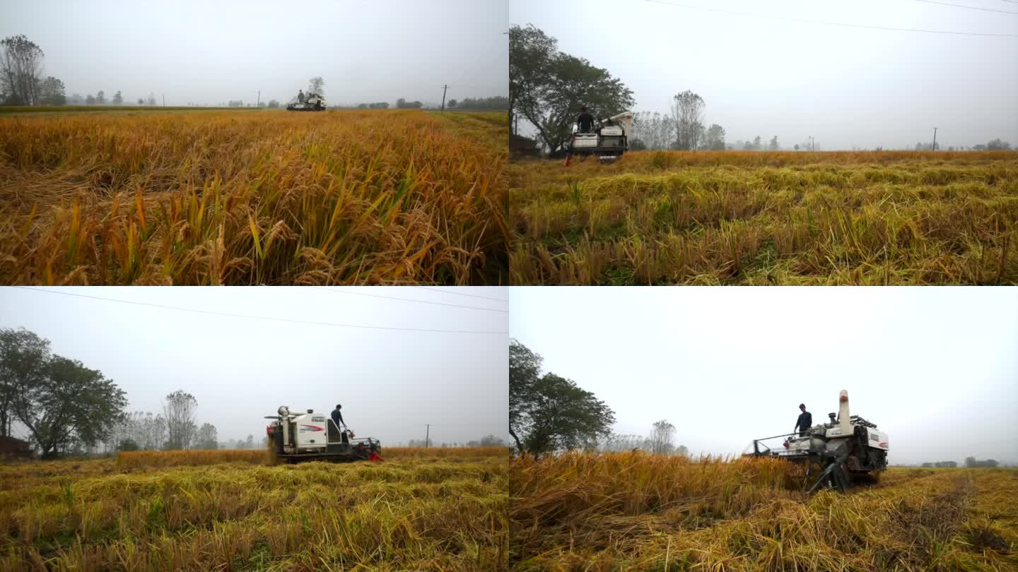 丰收的季节机器收割水稻稻田粮食B013