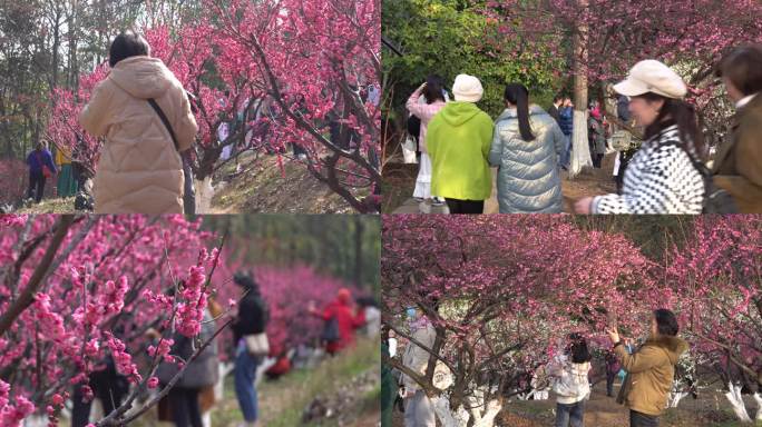 春天梅花园游客赏花拍照