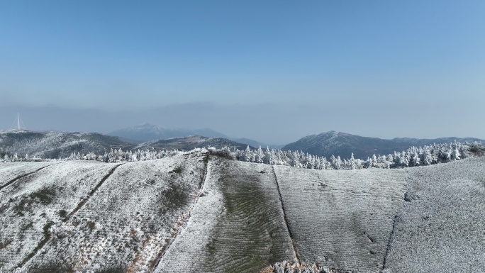 冬天寒潮倒春寒高山茶园雪冰凌雾凇东白山