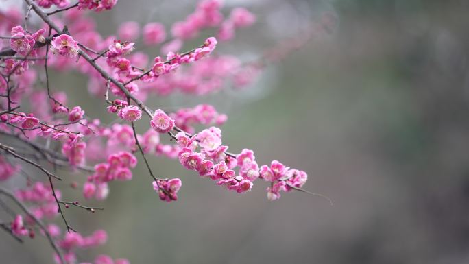 江南梅园红梅冬天春天雨天梅花枝头盛开国风