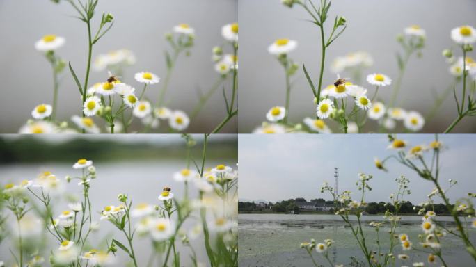 小雏菊微风吹拂蜜蜂唯美画面B013