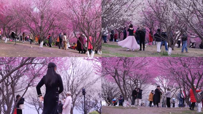 春天游玩观赏梅花的人群视频素材