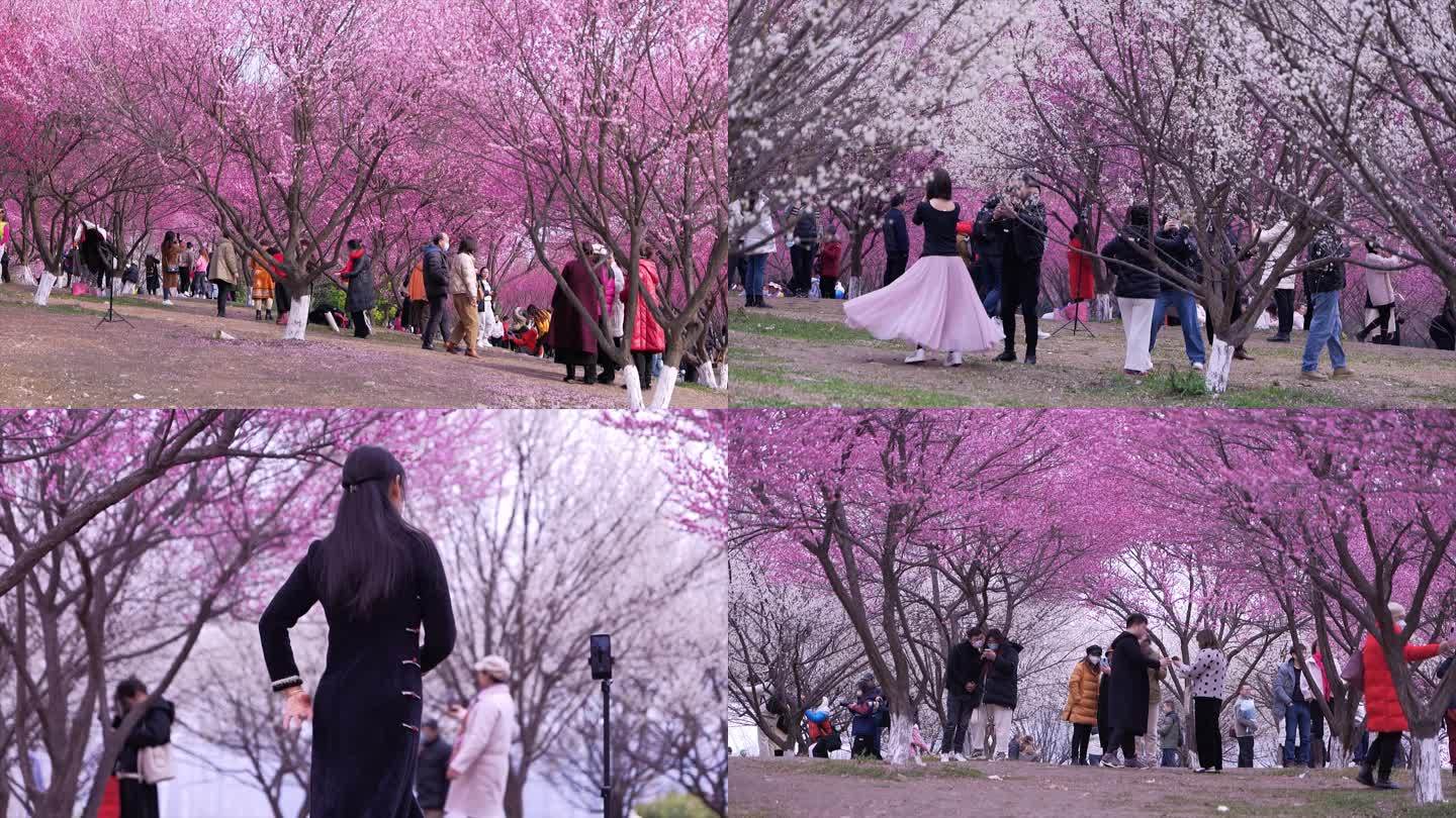 春天游玩观赏梅花的人群视频素材