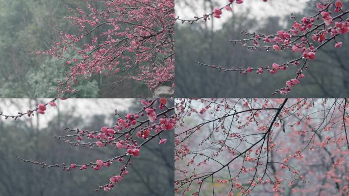 4K梅花 红梅 雨天梅花 春天（1）