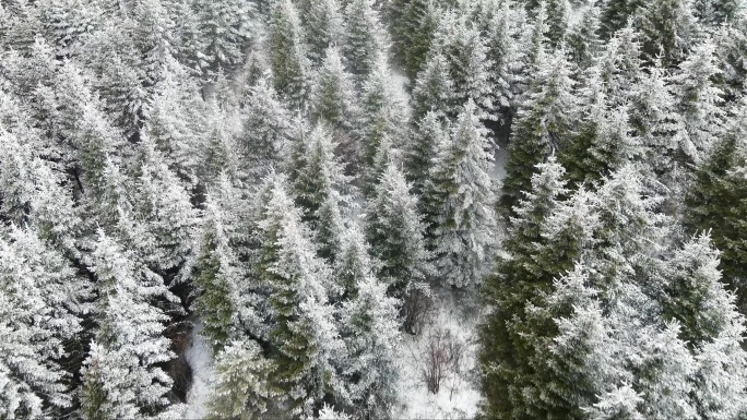 林海雪景