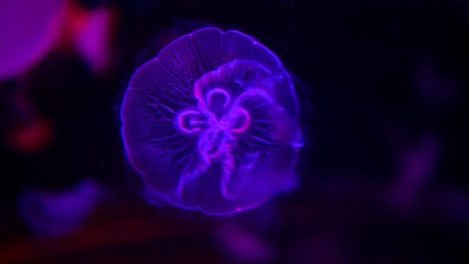 发光游动的水母
