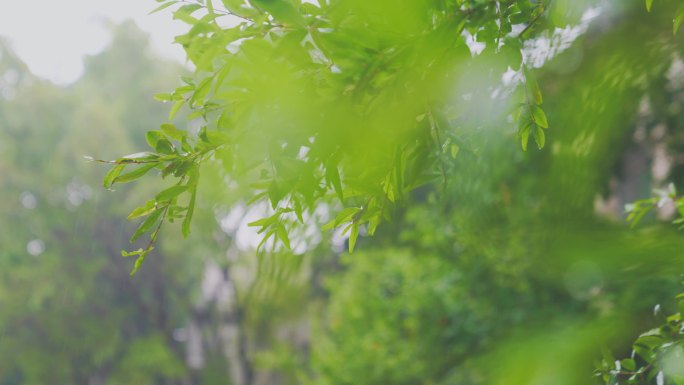 雨后树叶4K特写