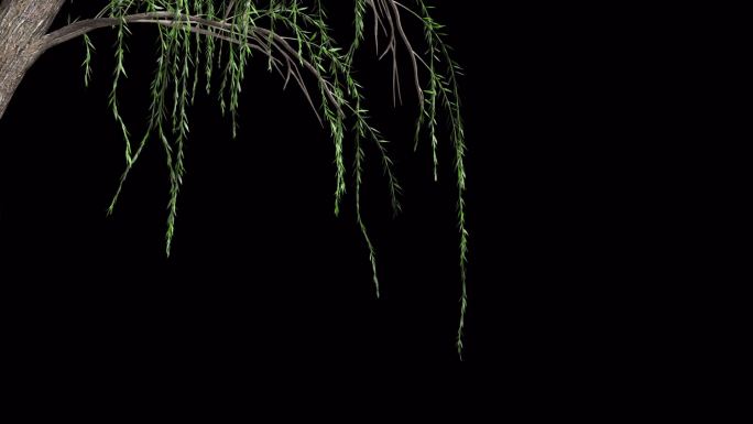 一组柳树枝条生长发芽动态含透明通道