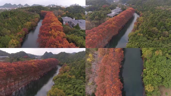 花溪黄金大道