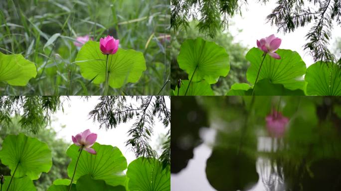 荷花花瓣飘落