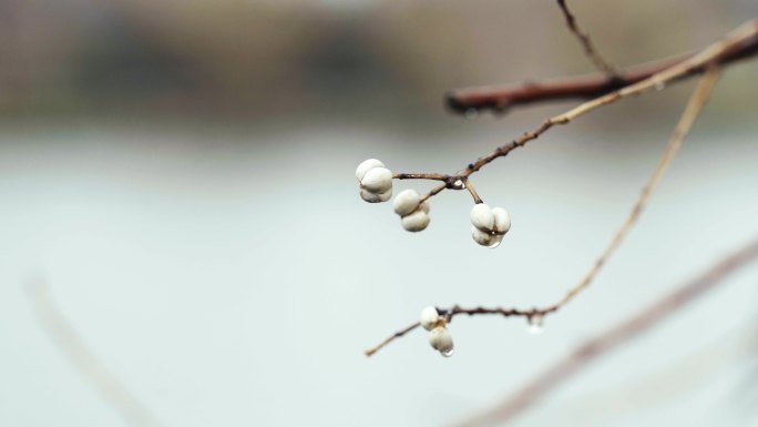 春雨中的乌桕树种子滴水