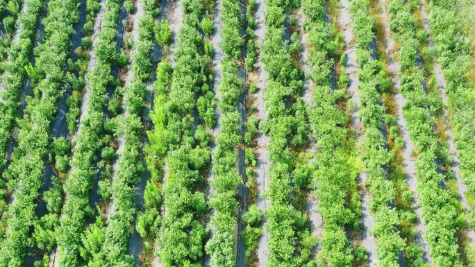 4K高清航拍蓝莓种植基地