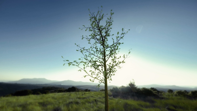 春天小树发芽生长绿色延时三维动画视频素材