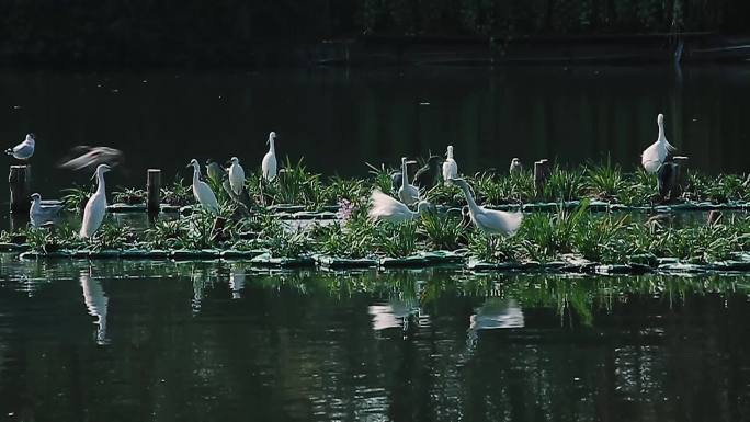 昆明翠湖的白鹭鸶
