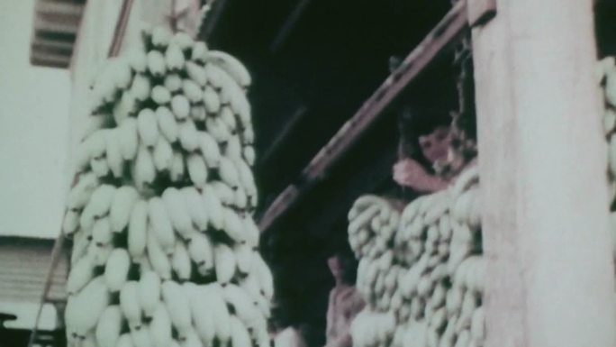 上世纪哥伦比亚果园农民采摘运输包装香蕉