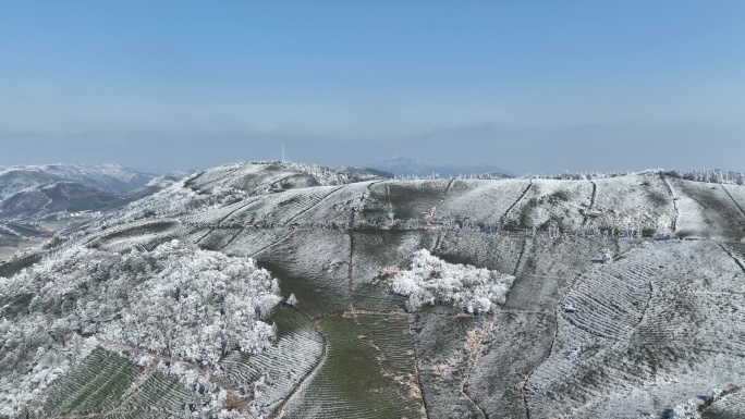 浙江会稽山东白山冬天寒潮倒春寒高山茶园